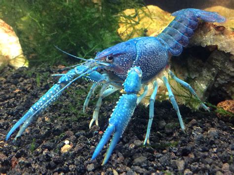5 8. . Exotic crayfish for sale